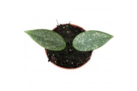 Hoya Hoya Wibergiae 2.5 - 4.9  cm 1 pp