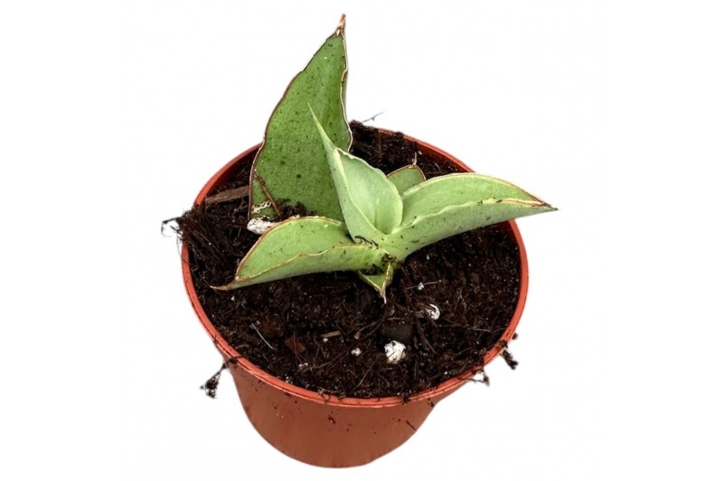 Sansevieria Sansevieria Swan Dancer 1 pp 