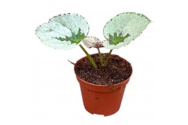 Begonia Begonia Grey Earl 1 pp