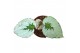 Begonia Begonia Grey Earl 1 pp 