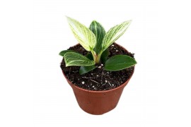 Philodendron Philodendron Birkin Galaxy 1 pp