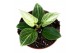 Philodendron Philodendron Birkin Galaxy 1 pp 