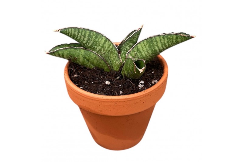 Sansevieria Sansevieria Marscha Anjani 1 pp 