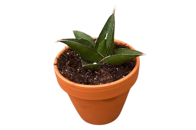 Sansevieria Sansevieria Tower Blue 1 pp 