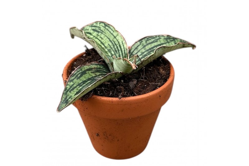 Sansevieria Sansevieria Cleopatra 1 pp 