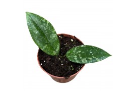 Hoya hoya aff vitellina 2.5 - 4.9  cm 1 pp