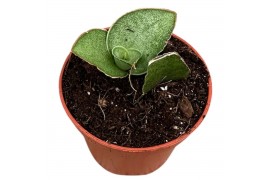 Sansevieria Sansevieria Tower Gray 1 pp