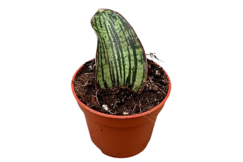 Sansevieria Sansevieria Cleopatra 1 pp 