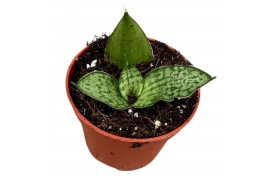Sansevieria Sansevieria Cinta 1 pp