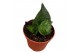 Sansevieria Sansevieria Ehrendel 1 pp 