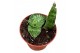 Sansevieria Sansevieria Snowflake 1 pp 