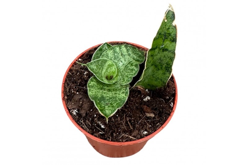 Sansevieria Sansevieria Snowflake 1 pp 
