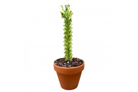 Kamerplanten Euphorbia Lactea Variegata 1 pp