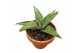 Sansevieria Sansevieria Snowflake 1 pp 