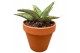 Sansevieria Sansevieria Snowflake 1 pp 