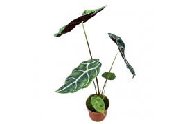 Alocasia Alocasia Watsoniana Big Form 1 pp