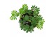 Mimosa pudica Mimosa Pudica 4 pp 