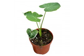 Alocasia Alocasia mickey mouse 1 pp