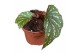 Begonia Begonia Aiai 1 pp 
