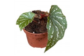 Begonia Begonia Aiai 1 pp