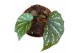 Begonia Begonia Aiai 1 pp 
