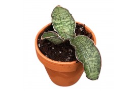 Sansevieria Sansevieria Kirkii Silver Blue 1 pp