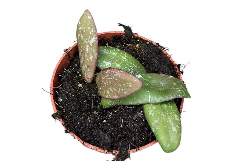 Hoya Hoya Sigillatis Silver 2.5 - 4.9  cm 1 pp 