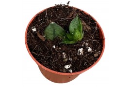 Sansevieria Sansevieria Pyramid 1 pp