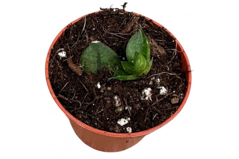 Sansevieria Sansevieria Pyramid 1 pp 