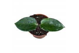 Hoya hoya latifolia green 2.5 - 4.9  cm 1 pp