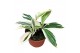 Costus arabicus variagatus Costus Arabicus Variegata 1 pp 