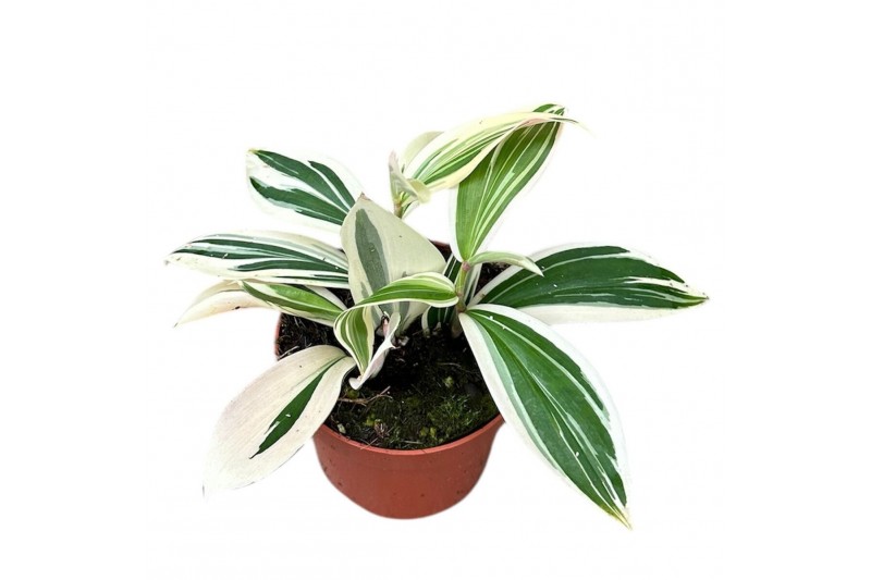 Costus arabicus variagatus Costus Arabicus Variegata 1 pp 