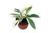Costus arabicus variagatus Costus Arabicus Variegata 1 pp