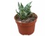 Sansevieria Sansevieria Ehrendel 1 pp 