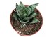Sansevieria Sansevieria Ehrendel 1 pp 