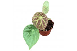 Begonia Begonia Phuthoensis 1 pp