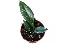 Hoya hoya carnosa stardust 2.5 - 4.9  cm 1 pp