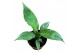 Spathiphyllum Spathiphyllum Diamond zonder bloem bl. 