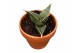 Sansevieria Sansevieria Pinguicula 1 pp 