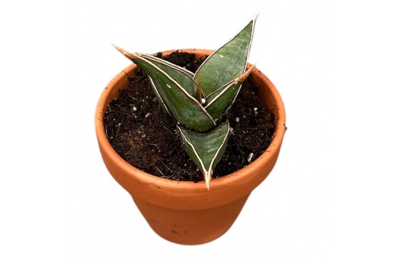 Sansevieria Sansevieria Pinguicula 1 pp 