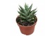 Sansevieria Sansevieria Table Mountain 1 pp 