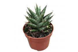 Sansevieria Sansevieria Table Mountain 1 pp