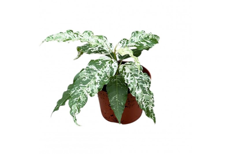 Ficus Ficus Snowstorm 1 pp 