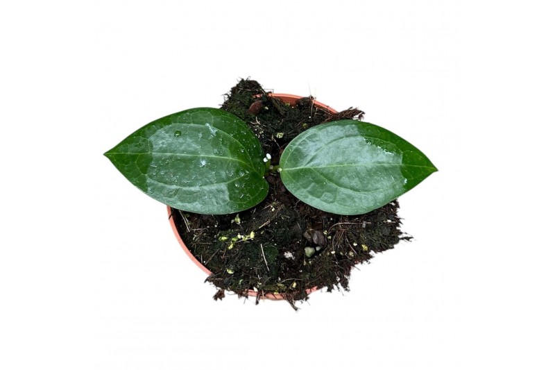 Hoya Hoya Sp Ternate 2.5 - 4.9  cm 1 pp 