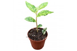 Kamerplanten Pellionia Repens Variegata 1 pp