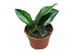 Alocasia Scaphochlamys Scintillans Dark 1 pp