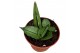 Sansevieria Sansevieria Rookie 1 pp 