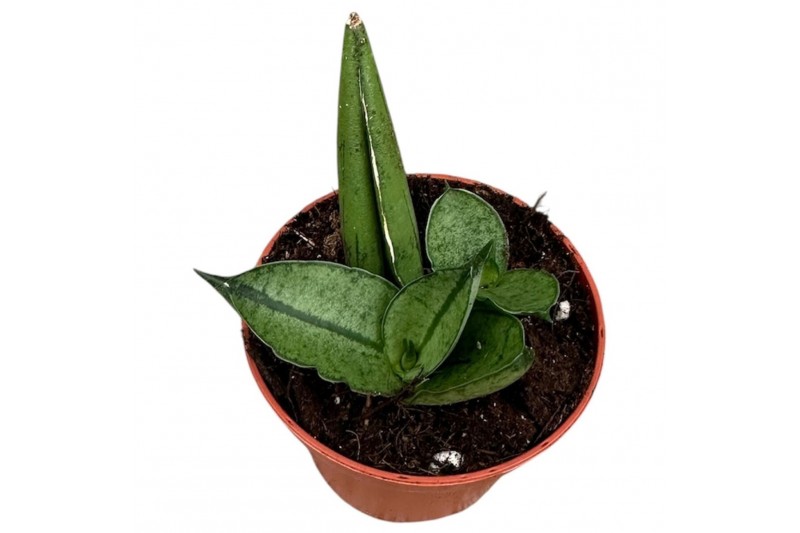 Sansevieria Sansevieria Rookie 1 pp 