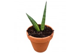 Sansevieria Sansevieria Boncel Variegata 1 pp
