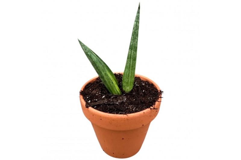 Sansevieria Sansevieria Boncel Variegata 1 pp 